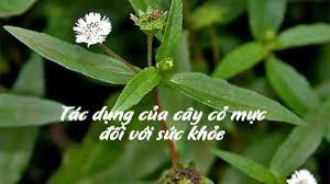 CÂY CỎ MỰC(gọi cây nhọ nồi)