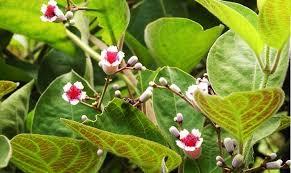 TÁC DỤNG CỦA CÂY LÁ MƠ