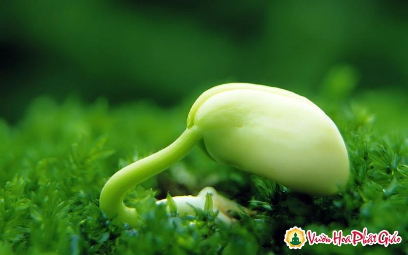 LUẬT NHÂN QUẢ