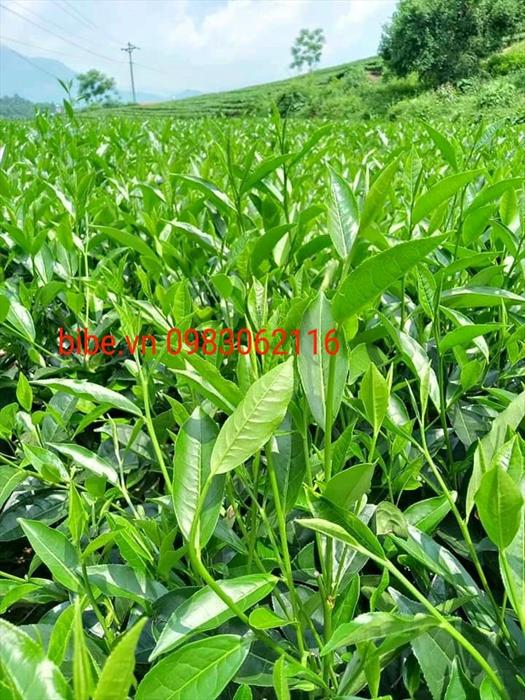 Trong thế giới trà có vô vàn chủng loại, người Việt xưa nay đa phần vẫn thường chọn uống chè xanh.